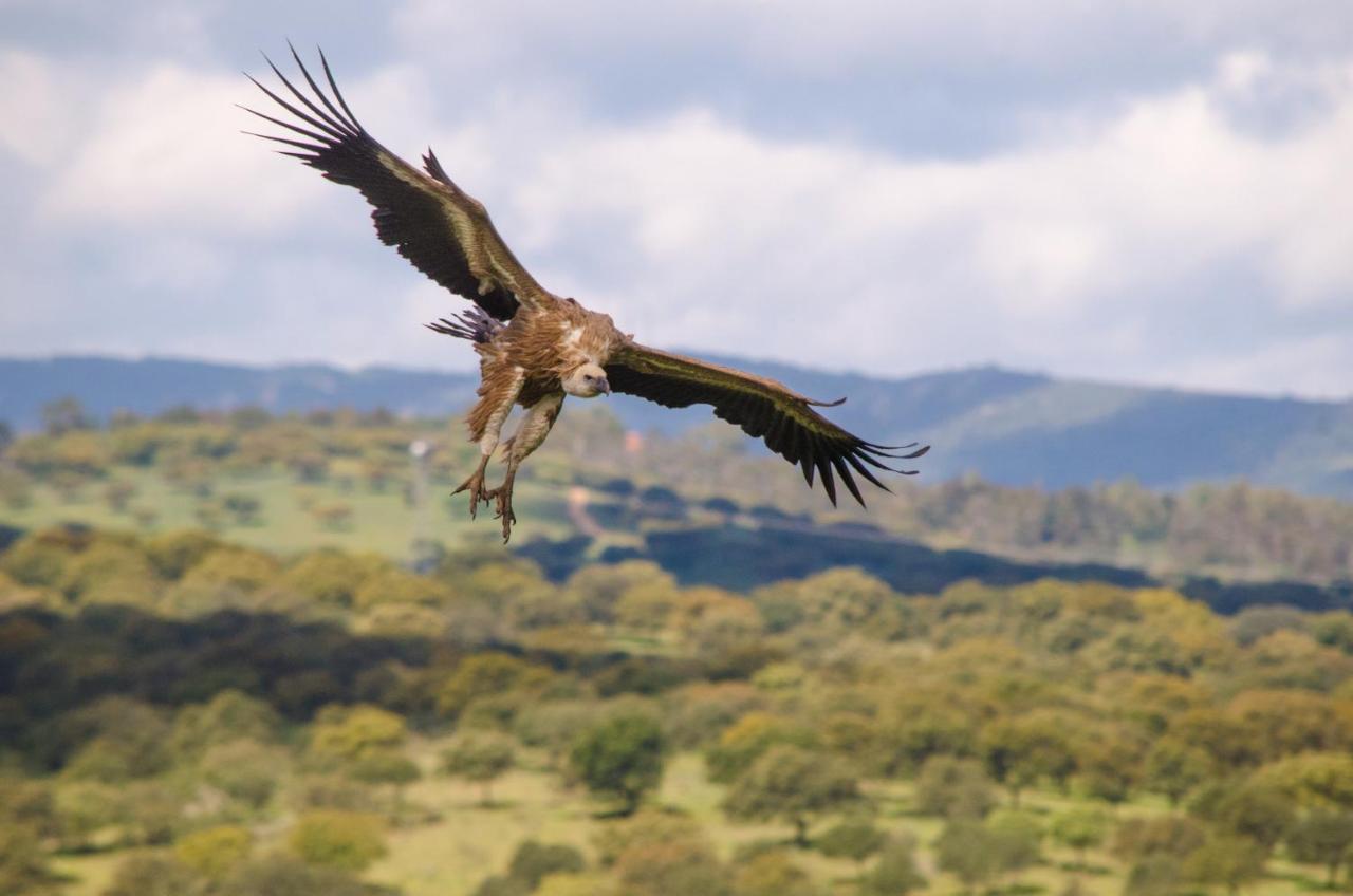 Alojamiento La Canada Monfrague Torrejón el Rubio المظهر الخارجي الصورة